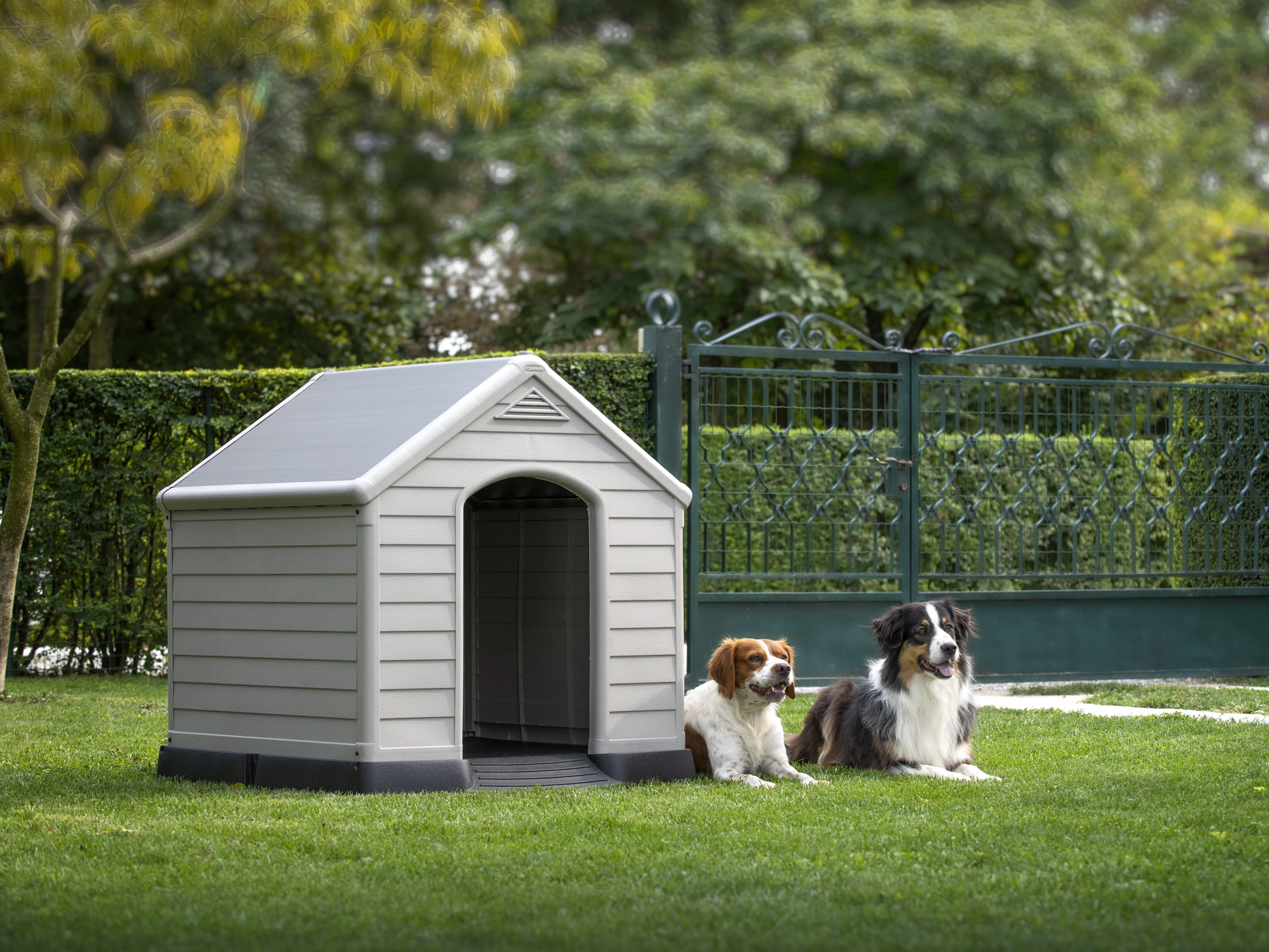 Dog House - Image 4
